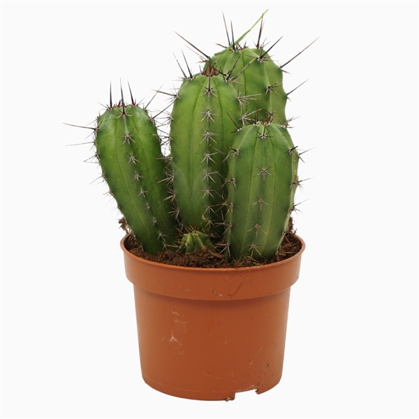 Polaskia Chichipe 10,5Ø 15cm