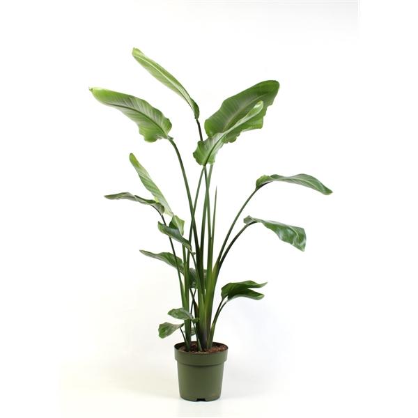 Strelitzia Nicolai 24Ø 145cm 3pp