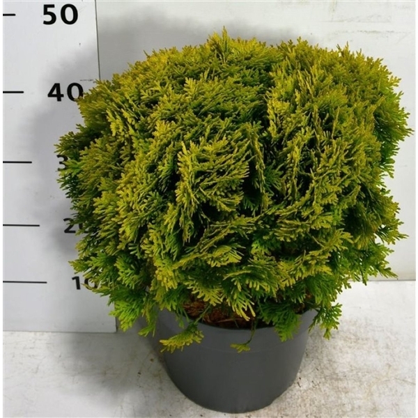 Thuja occidentalis Mirjam 26Ø 50cm