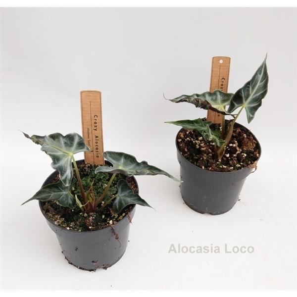 Alocasia Loco 14Ø 20cm 1pp