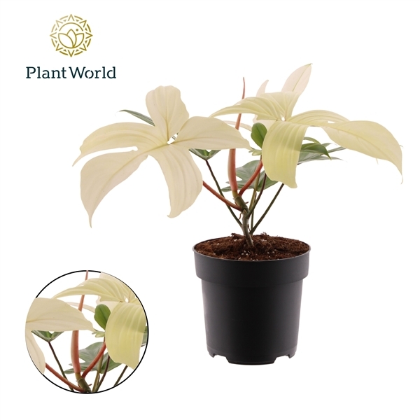 Philodendron Florida Ghost 19Ø 45cm