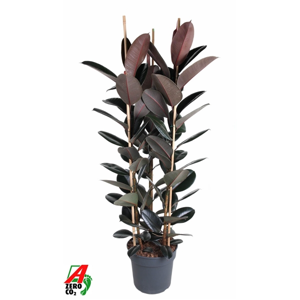 Ficus elastica Abidjan 40Ø 170cm 3pp