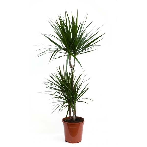 Dracaena Marginata 21Ø 115cm 3pp