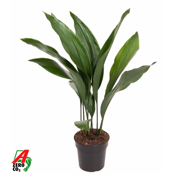 Aspidistra Elatior 17Ø 70cm 10pp