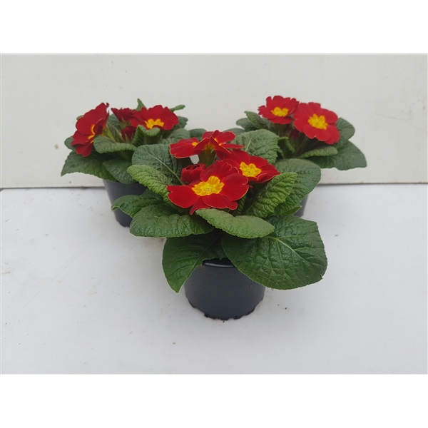 Primula acaulis Bonneli Elcora Rot 9Ø 15cm