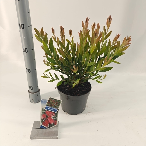 Callistemon vimin. Inferno 17Ø 60cm