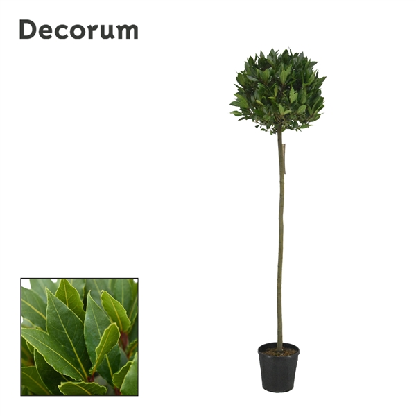 Laurus Nobilis ball on stem 25Ø 190cm 45Ø