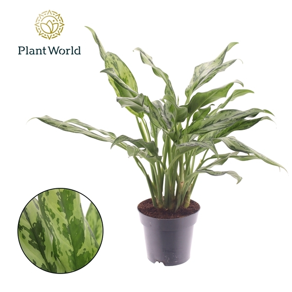 Aglaonema Juliette 14Ø 45cm 2pp