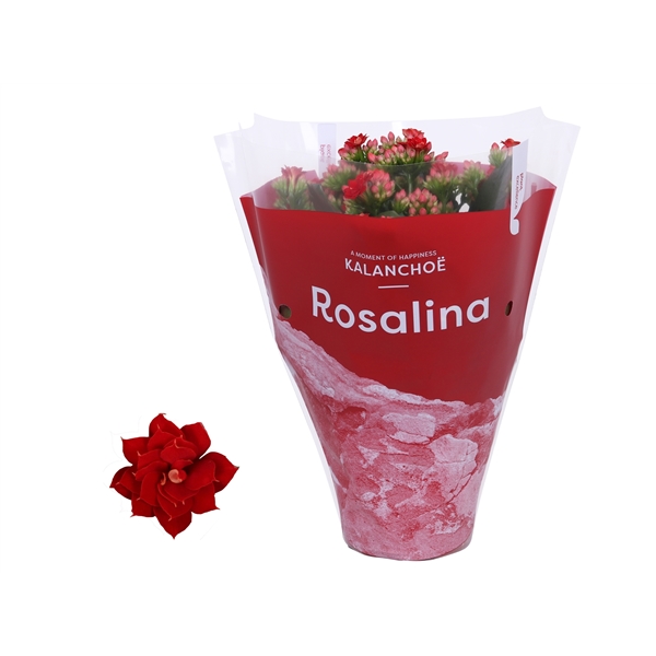 Kalanchoe Rosalina Don Justino TsT 12Ø 27cm