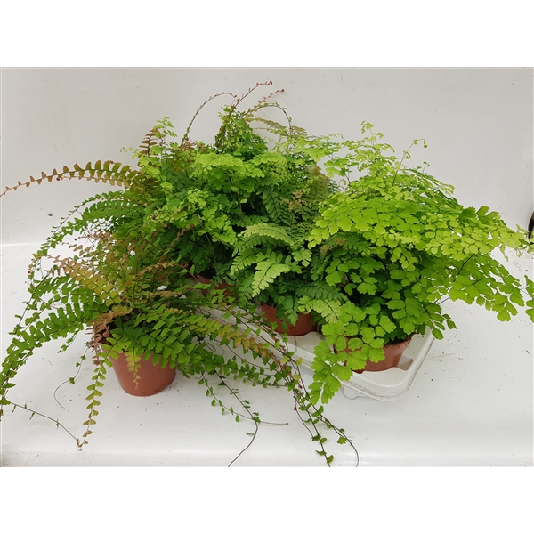 Adiantum 12Ø 30cm