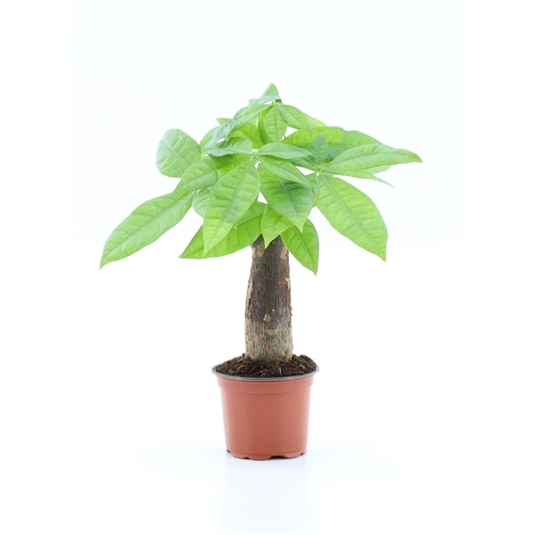 Pachira aquatica 9Ø 25cm