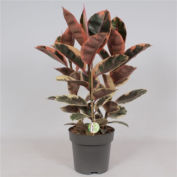 Ficus elastica Belize 27Ø 100cm 3pp