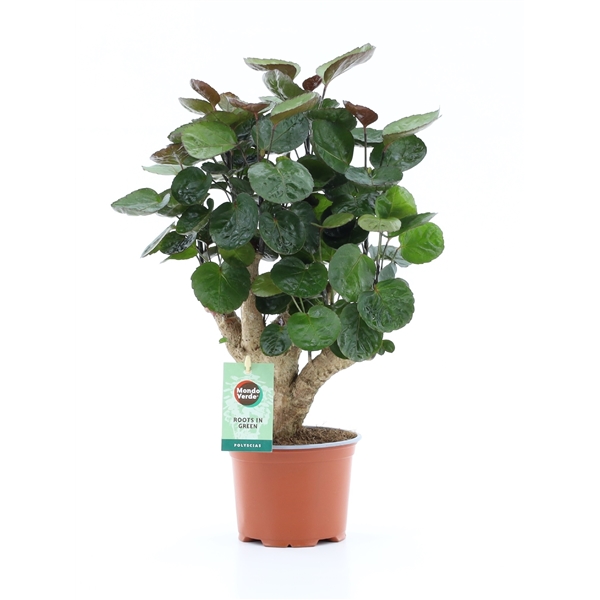 Polyscias Fabian 12Ø 40cm
