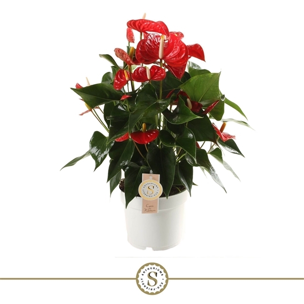Anthurium Andreanum Red Champion 17Ø 60cm 6fl
