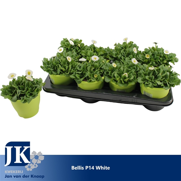 Bellis Rusher White 14Ø 20cm