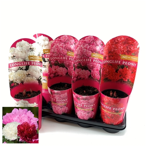 Paeonia Longlife mix 14Ø 40cm