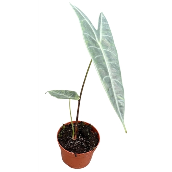 Alocasia Longiloba Silver 10,5Ø 15cm 1pp