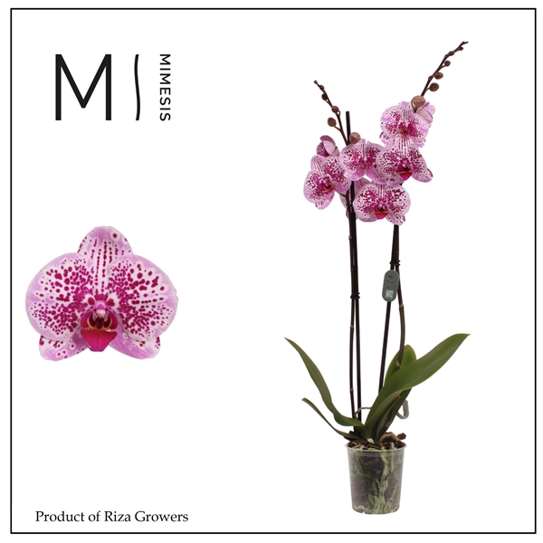 Phalaenopsis Mesmerion 12Ø 70cm 2st 16fl