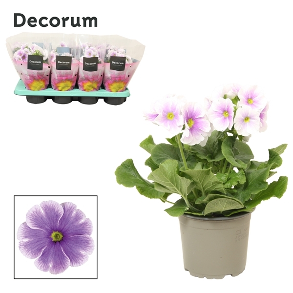 Primula obconica Touch Me F1 Blue White 12Ø 30cm