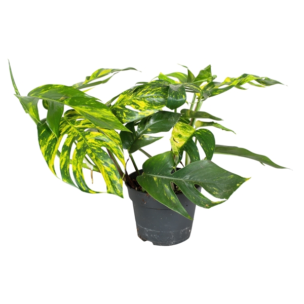 Epipremnum pinnatum Cintho Goldfinger 17Ø 30cm