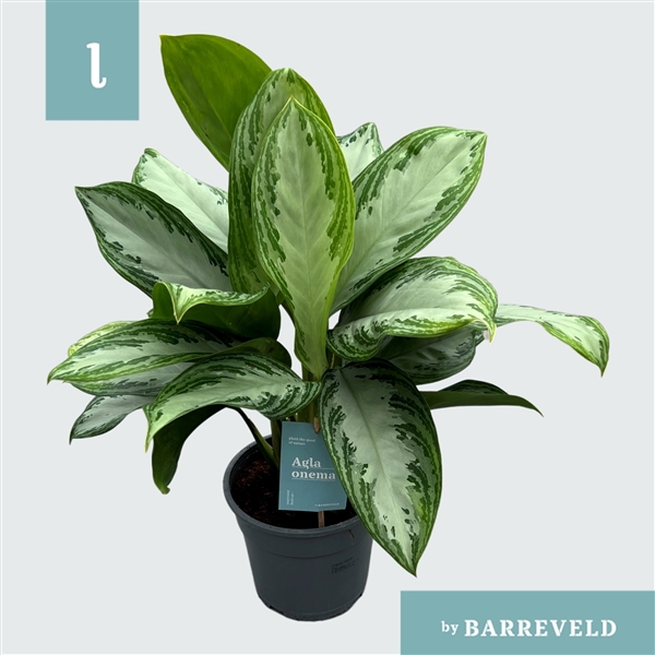 Aglaonema Silver Bay 17Ø 60cm 2pp