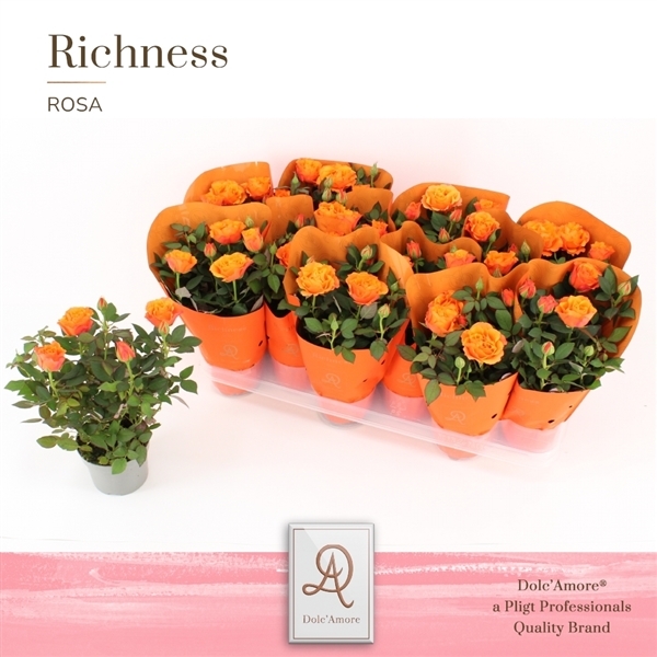 Rosa Orange Dolc'Amore Metallic 10,5Ø 25cm