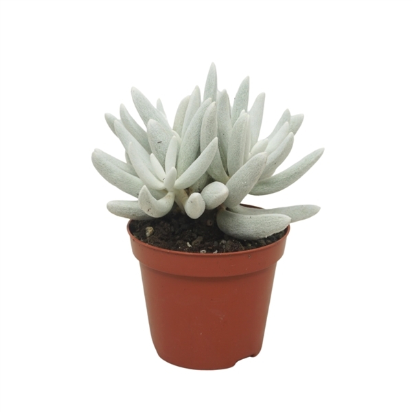 Senecio Mont Blanc 8,5Ø 20cm
