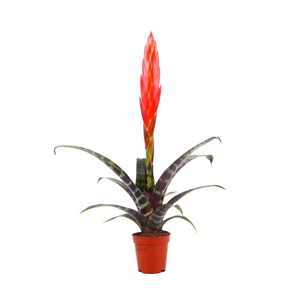 Vriesea Era 5,5Ø 20cm