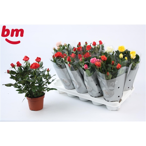 Rosa Beau Monde 50% red 12Ø 28cm