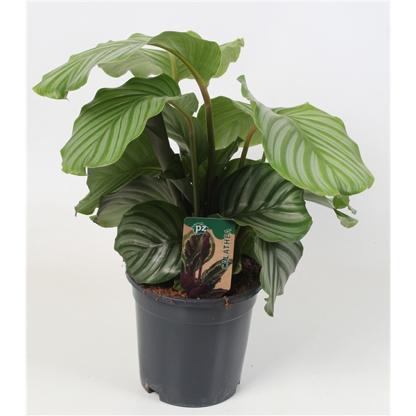 Calathea Orbifolia 21Ø 65cm