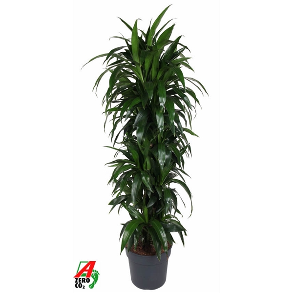 Dracaena frageans Janet Craig branched 34Ø 170cm 1pp