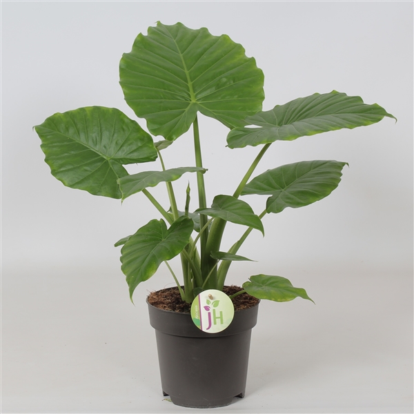 Alocasia gageana California 17Ø 55cm 1pp