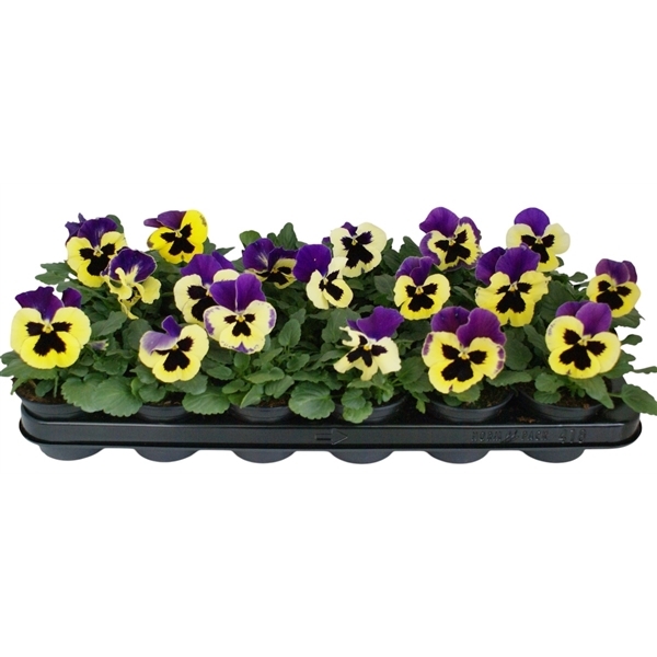 Viola Wittrockian delta F1 Yellow with Purple Wing 9Ø 12cm