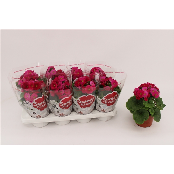 Primula obconica Sweet Kisses Amore Magenta 13Ø 30cm
