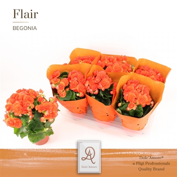 Begonia Elatior du Reina TsT 14Ø 31cm