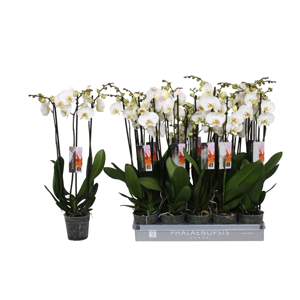 Phalaenopsis White 12Ø 70cm 3st 22fl