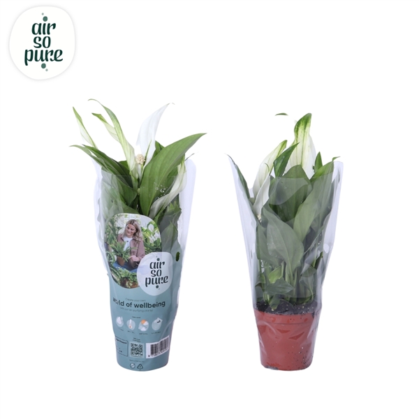 Spathiphyllum Pearl Cupido 7Ø 24cm 2fl