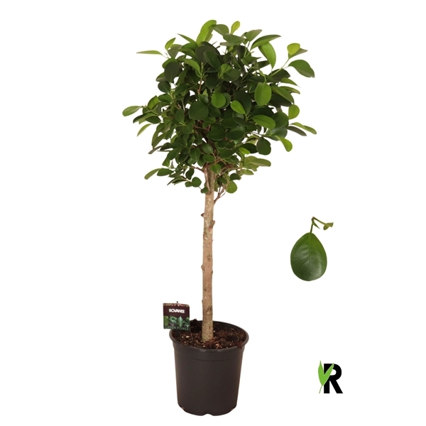 Ficus Microcapra Moclame 21Ø 90cm 1pp