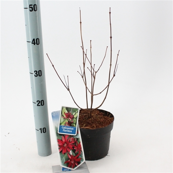 Calycanthus fertilis 17Ø 30cm