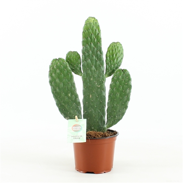 Opuntia Consolea rubescens (Cites) 12Ø 35cm