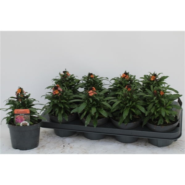 Erysimum Constant Cheer 13Ø 30cm