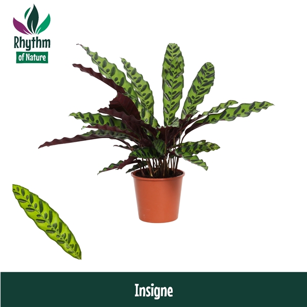 Calathea Insigne 14Ø 45cm