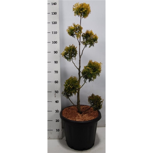 Thuja occidentalis Yellow Ribbon bonsai 38Ø 130cm
