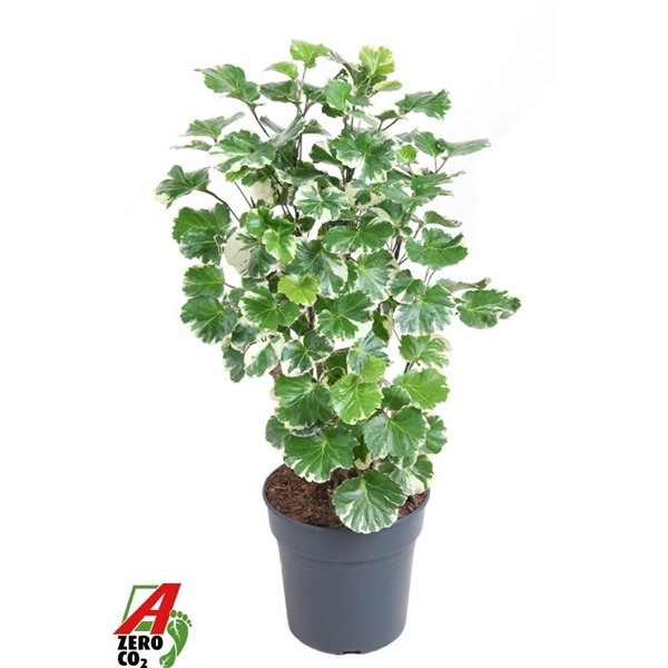 Polyscias Balfouriana 21Ø 80cm