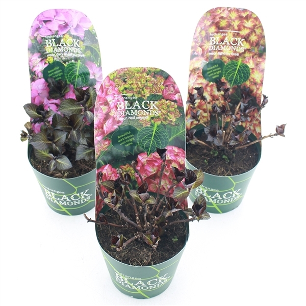 Hydrangea mac BD Angel mix potcover 17Ø 30cm 997fl