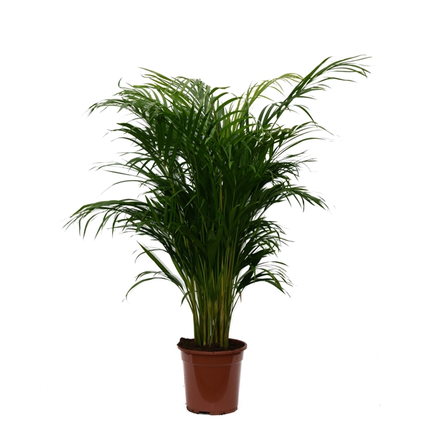 Dypsis lutescens 21Ø 100cm 15pp