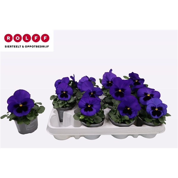 Viola Wittrockiana F1 Blue whiteh Blotch 9Ø 15cm