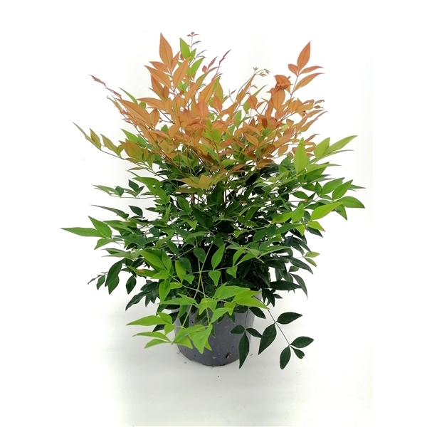 Nandina domestica Gulf Stream 19Ø 40-50cm