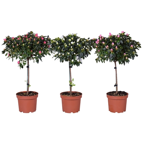 Rhododendron simsii mix on stem 19Ø 65cm 40Ø