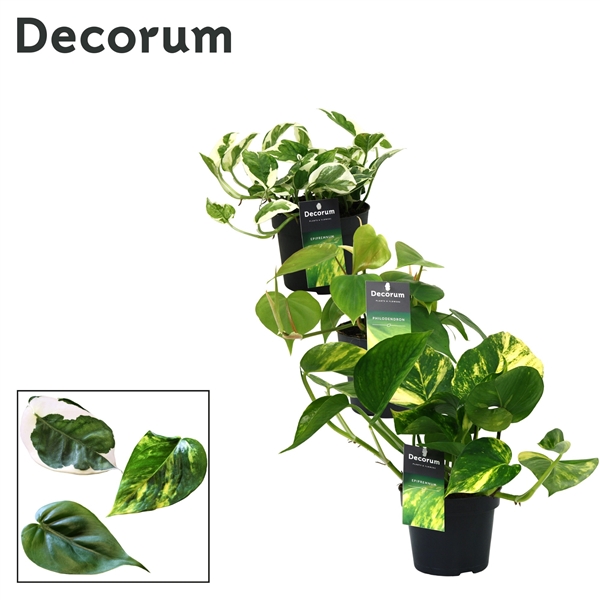 Epipremnum pinnatum mix 12Ø 25cm